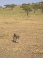 Cheetah in Serengeti NP